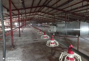 فروش مرغداری گوشتی در محمودآباد